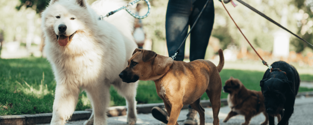 3. Dog Walker-jobs where you work alone