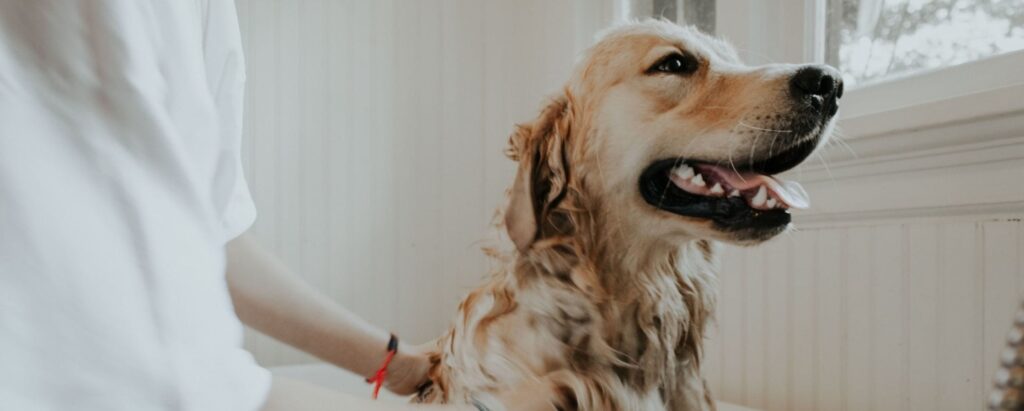 Setting Rates for Your Pet Grooming Business