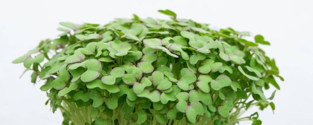 Getting Started with Microgreens