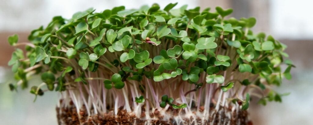 Pros and cons of starting a microgreens business