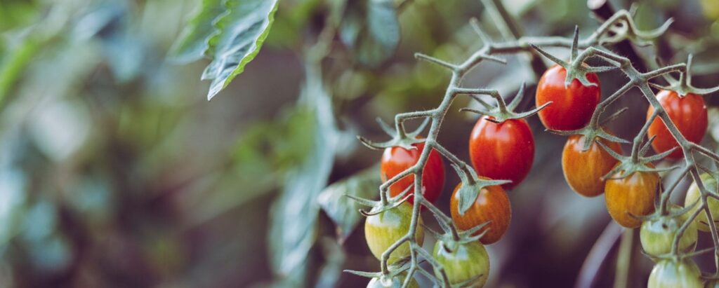 What Plants are best for Urban Farming?