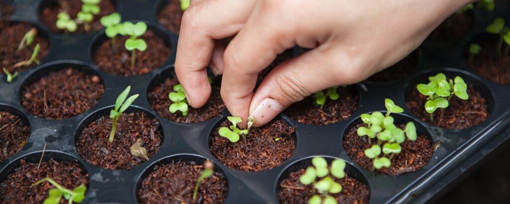 What You'll Need to Know Before Starting an Urban Farming Business