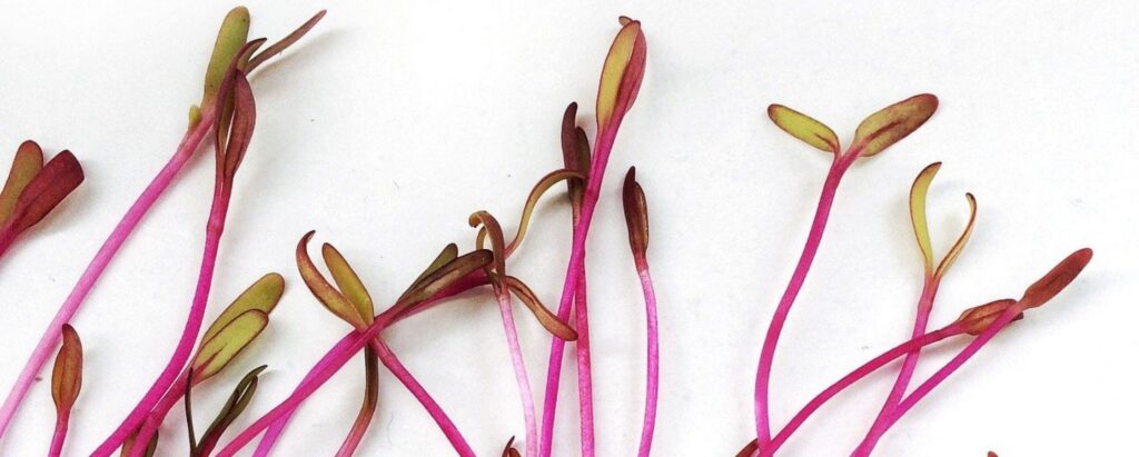 Harvesting Microgreens