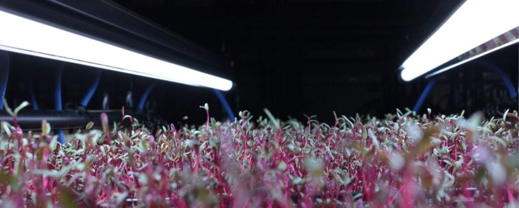 How Many Watts of Light Does a Microgreen Need?