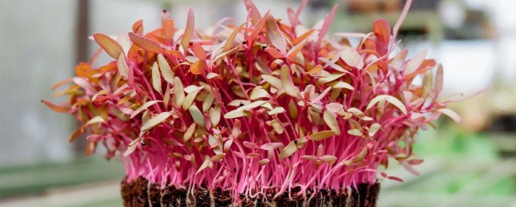 How Much Light Do Microgreens Need?