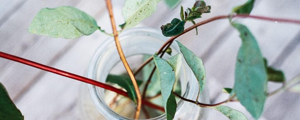 How To Grow Microgreens in a Jar