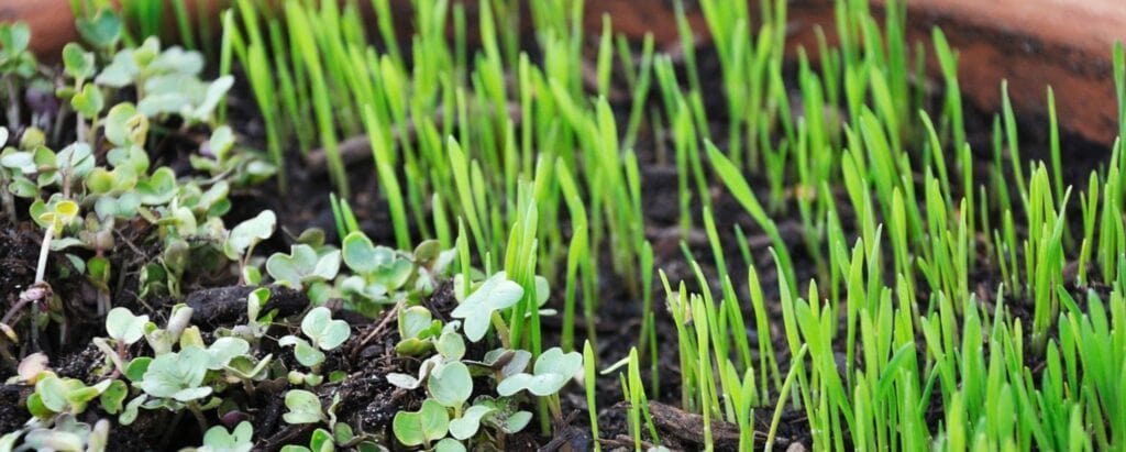 What Is the Difference Between Microgreens and Sprouts?