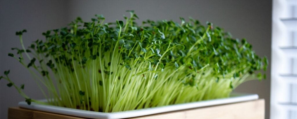 What Lights to Use for Growing Microgreens Indoors?