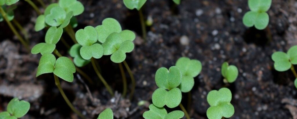 What You Need To Grow Microgreens
