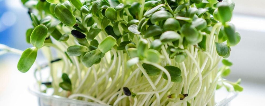 Why You Should Grow Microgreens