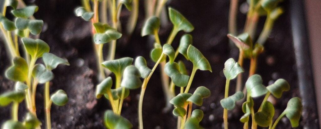 Will Microgreens Regrow After Cutting?