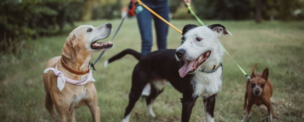 Pet sitting job, walking dogs in a park